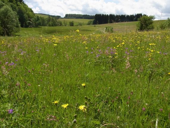 De Vlinderstichting | EU Nature Restoration Law