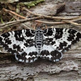 Goederen Huiswerk enkel De Vlinderstichting | Vlinder: speerpuntspanner / Rheumaptera hastata