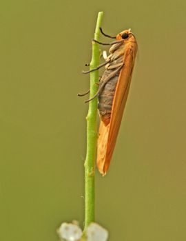 Delegatie Antecedent Avondeten De Vlinderstichting | Vlinder: geel beertje / Eilema sororcula | Foto's:  imago