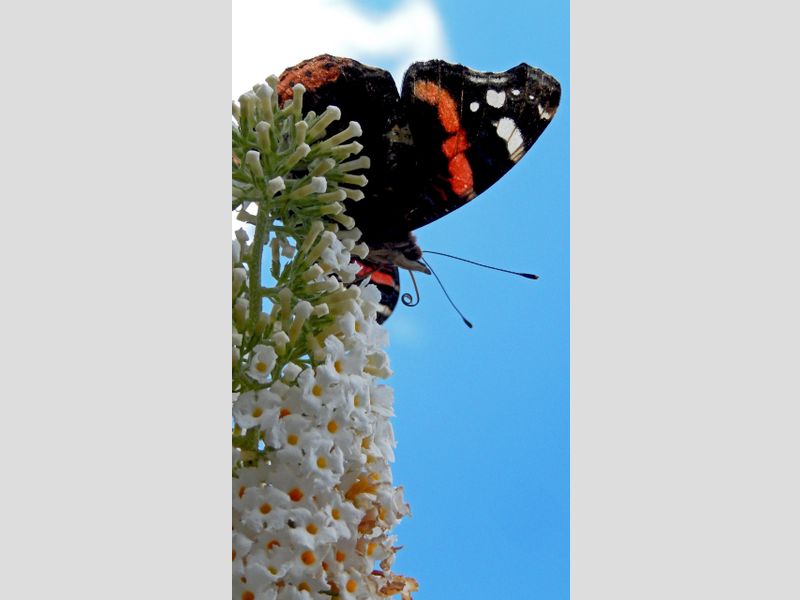 De Vlinderstichting Vlinderstruiken Snoeien