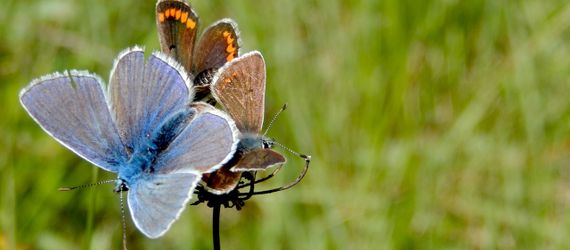 Icarusblauwtje en bruin blauwtjes