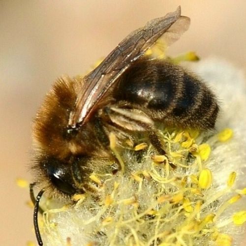 Vlinderstichting | Solitaire bijen