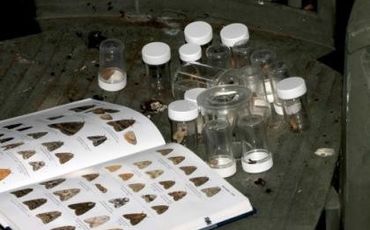 De vlinders worden gedetermineerd met de nachtvlindergids.