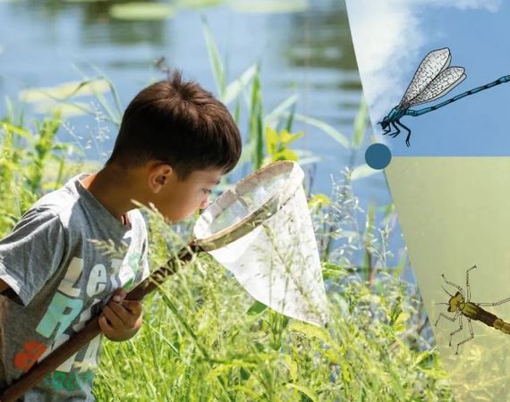 Waterdiertjes - Tel de libel