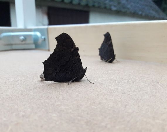 Identificeren Temerity Riskeren De Vlinderstichting | Vlinders in de winter