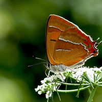 Landelijk Meetprogr.  Vlinders