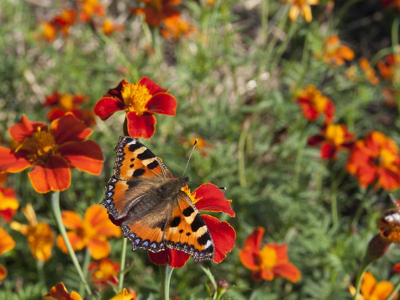verlichten lotus Schouderophalend De Vlinderstichting | Bloemen voor vlinders en bijen
