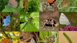 Vlinders en libellen compilatie