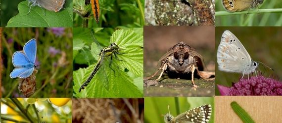 Vlinders en libellen compilatie