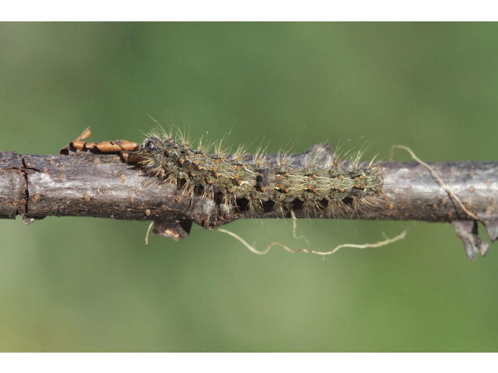 Vooruitzien cafe geest De Vlinderstichting | Vlinder: zwart beertje / Atolmis rubricollis |  Foto's: rups