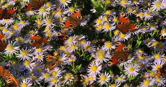 Dagpauwogen en kleine vossen op herfstaster