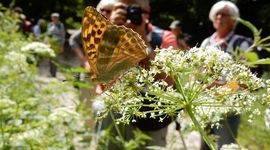 Tijdens vlinderfotoreizen zie je veel vlinders en heb je tijd ze te fotograferen