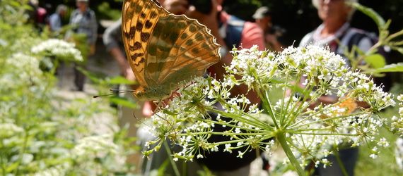 Tijdens vlinderfotoreizen zie je veel vlinders en heb je tijd ze te fotograferen