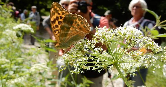 Tijdens vlinderfotoreizen zie je veel vlinders en heb je tijd ze te fotograferen