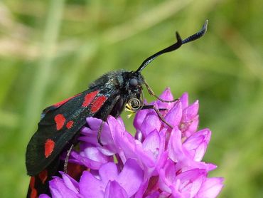 Zygaena trifolii 