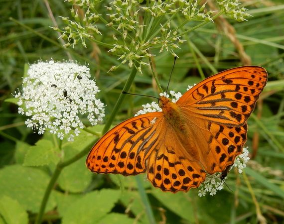 Keizersmanetel op zevenblad