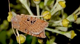 Zwartvlekwinteruil op klimop