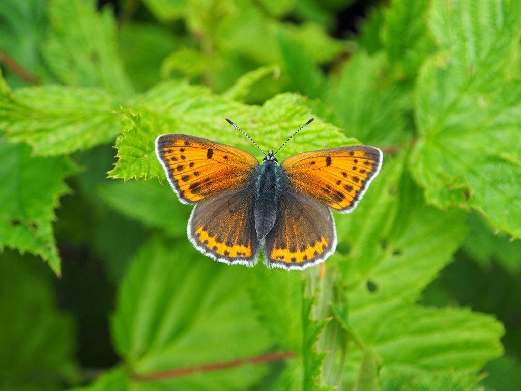 De Vlinderstichting | Vlinder: rode vuurvlinder / Lycaena hippothoe ...