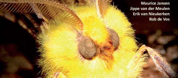 Nachtvlinders belicht