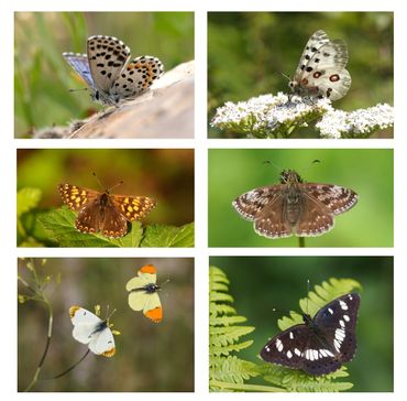 butterfly families