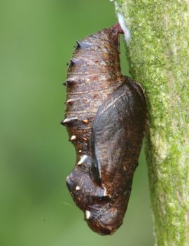 raket Ecologie Verhoog jezelf De Vlinderstichting | Vlinder: paarse parelmoervlinder / Boloria dia |  Foto's: pop
