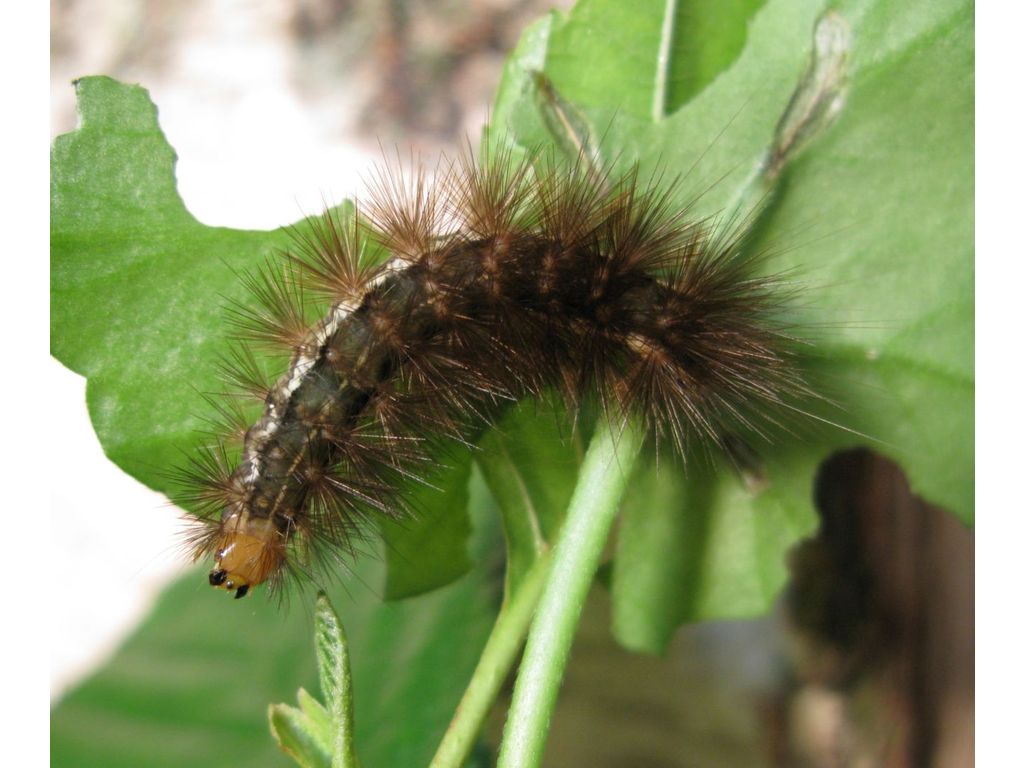 blik Sluit een verzekering af tanker De Vlinderstichting | Vlinder: gele tijger / Spilosoma lutea | Foto's: rups