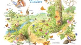 Wild van Vlinders, Jeroen Helmer