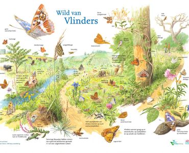 Wild van Vlinders, Jeroen Helmer