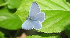 De Vlinderstichting Blauwtje in je tuin? Boomblauwtje!