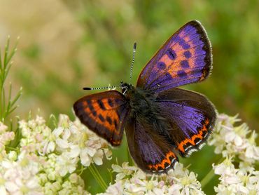 Blauwe vuurvlinder