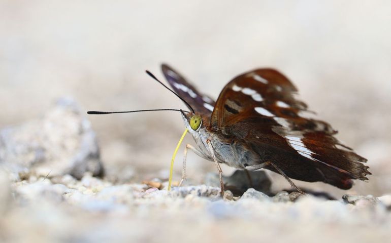 Grote weerschijnvlinder (Silvio Lindhout)