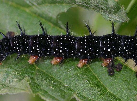 Oranje buikpoten en onvertakte doorns.