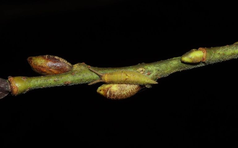 Grote weerschijnvlinder rups (Silvio Lindhout)