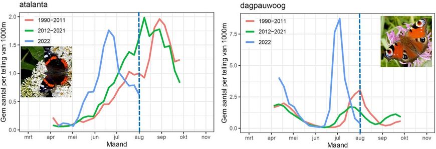 De gegevens uit het meetnet vlinders tot 5 augustus 2022 van atalanta en dagpauwoog