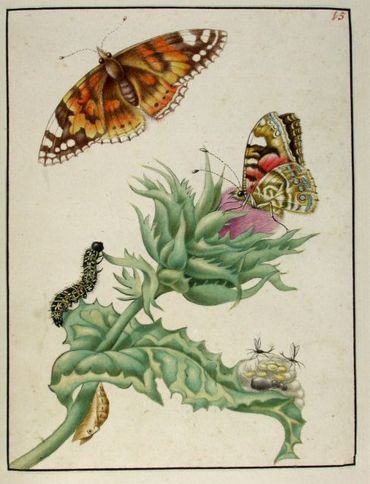 Rupsenboek Maria Sybilla Merian