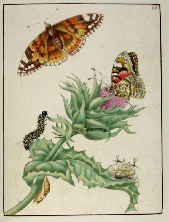 Rupsenboek Maria Sybilla Merian