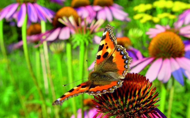 Inspecteren sleuf binnenvallen De Vlinderstichting | Planten voor vlinders