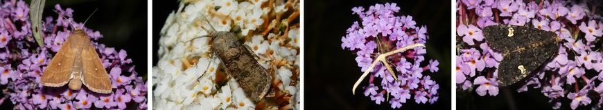 Witstipgrasuil, geoogde worteluil, windevedermot en perzikkruiduil op vlinderstruik