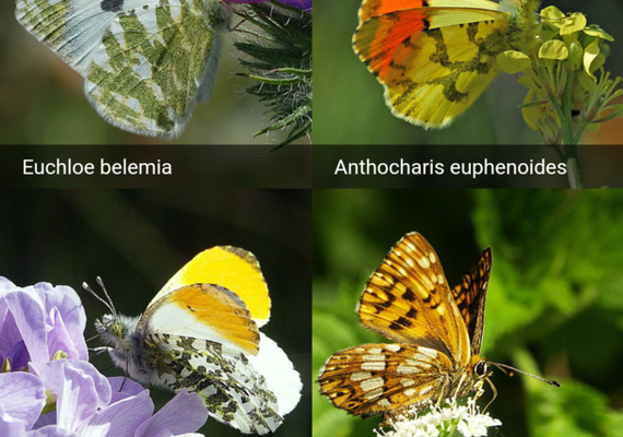 Picture Guide ButterflyCount app