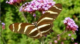 Lia Smit zag op 16 juli deze zebravlinder in haar tuin