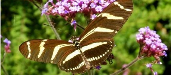 Lia Smit zag op 16 juli deze zebravlinder in haar tuin