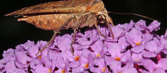 Huismoeder op vlinderstruik