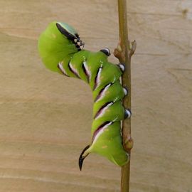 De Vlinderstichting | Vlinder: Ligusterpijlstaart / Sphinx Ligustri