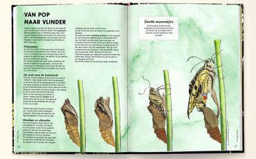 Handboek voor vlinderfans