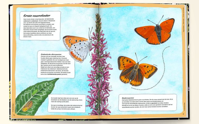 Handboek voor vlinderfans