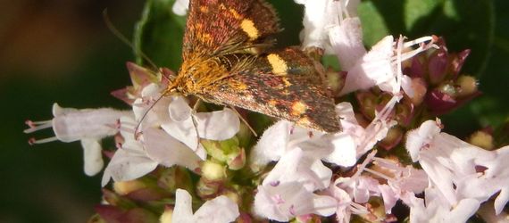 Muntvlinder op wilde marjolein