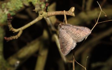 Meidoornspanner (Silvio Lindhout)