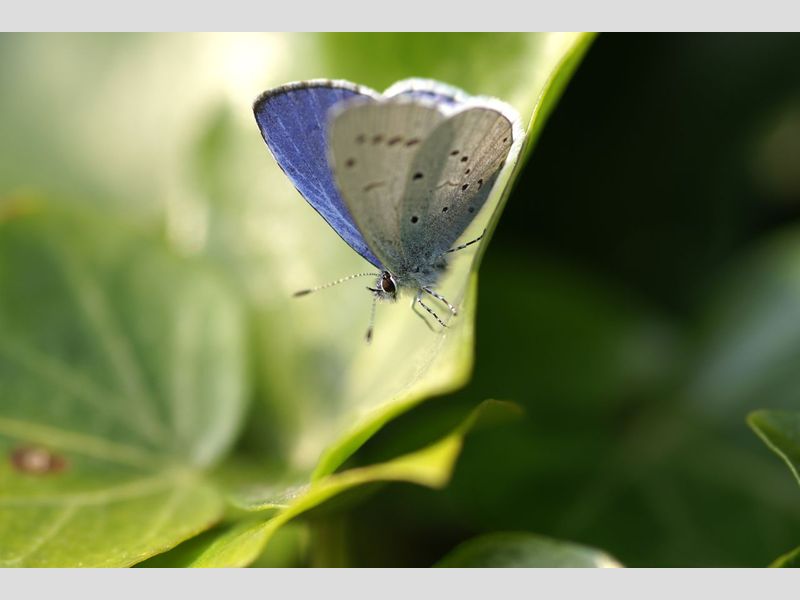 De Vlinderstichting Blauwtje in je tuin? Boomblauwtje!