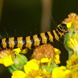 De Vlinderstichting Vlinder Sint Jacobsvlinder Tyria Jacobaeae