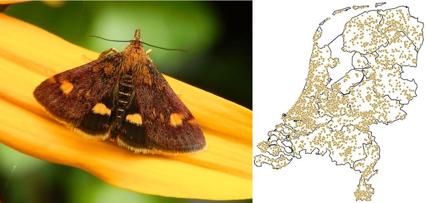 Waarnemingen van de muntvlinder vanaf 2017